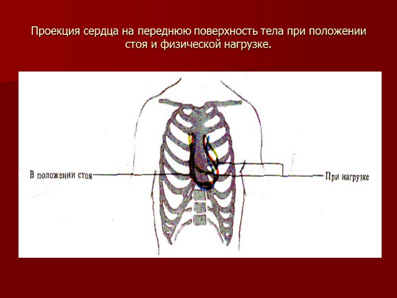 Проекция сердца на переднюю поверхность тела при положении стоя и физической нагрузке.